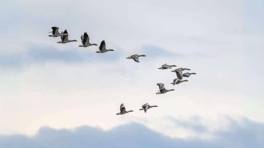 migration